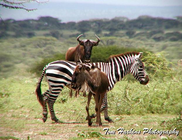 Partners in the migration.jpg